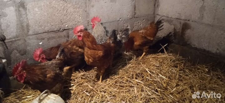 Молодые Петушки-красавцы