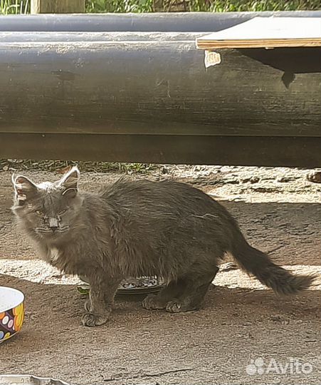 Котенок мейн-кун на улице