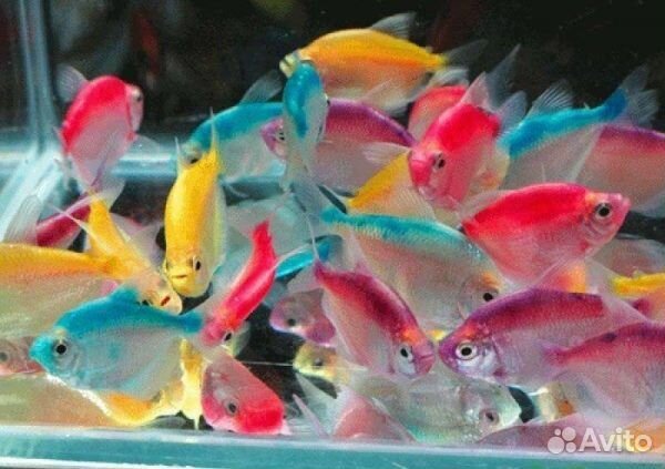 Тернеция гло