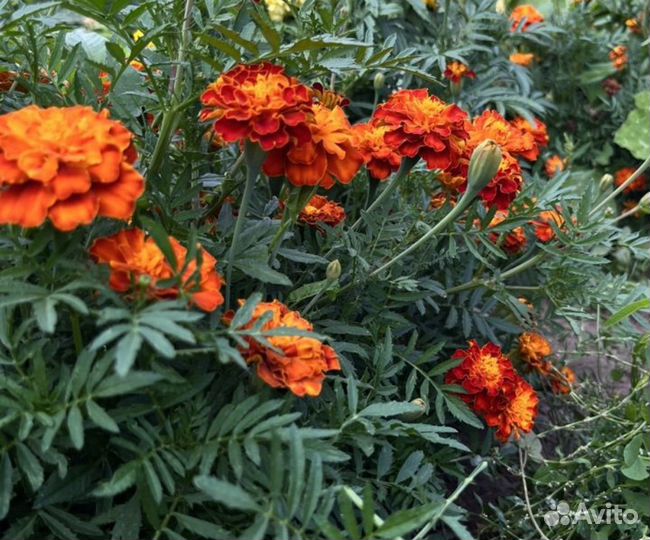Кустовые бархатцы