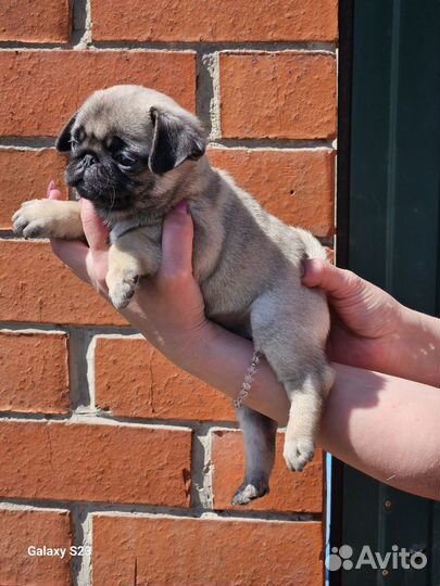 Щенки мопса