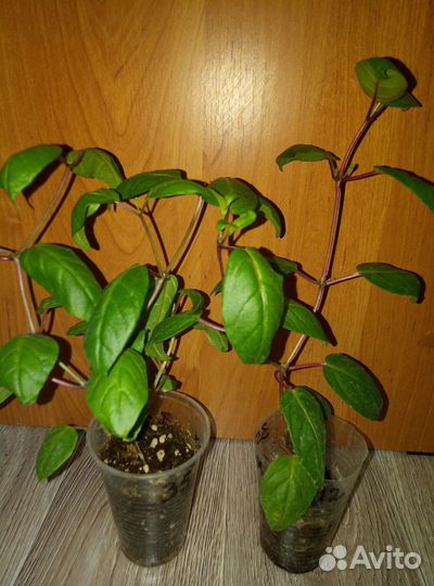 Черенки фуксии