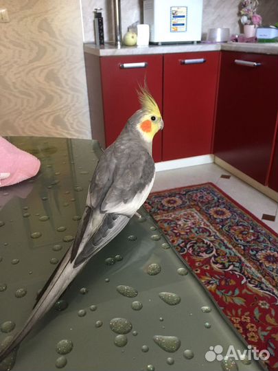Попугай корелла мальчик