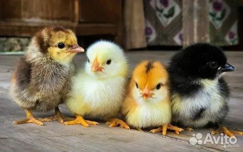 Цыплята