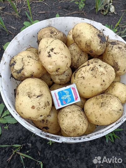 Картофель оптом