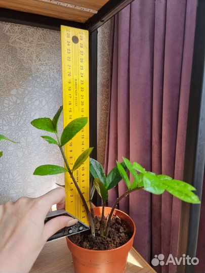 Замиокулькас