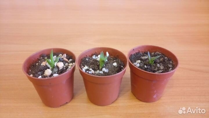 Кактусы и суккуленты