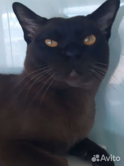 Европейская бурма