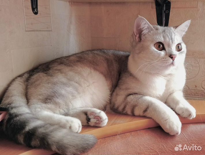 Британские котята