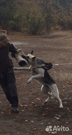 Вязка кобеля вео