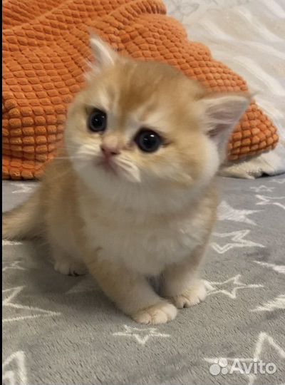 Британская золотая шиншилла ny12