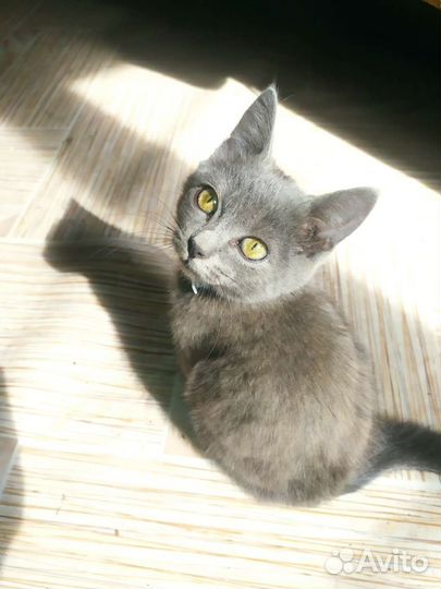 Сибирская голубая