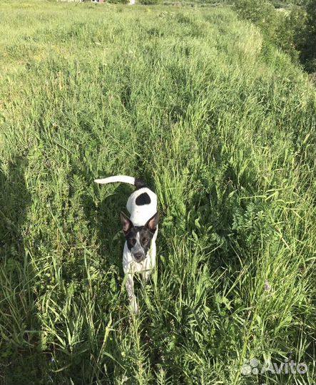 Передержка животных, зооняня, выгул собак