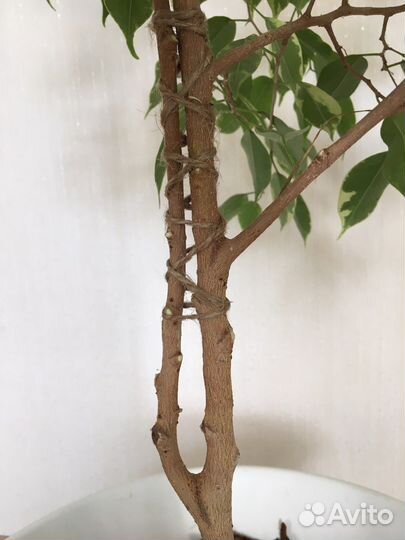 Фикус бенджамина