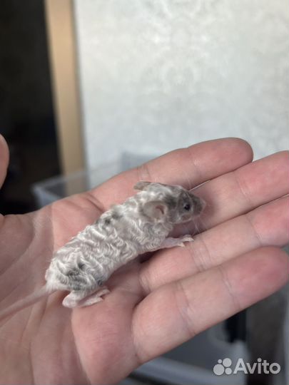 Мышка декоративная