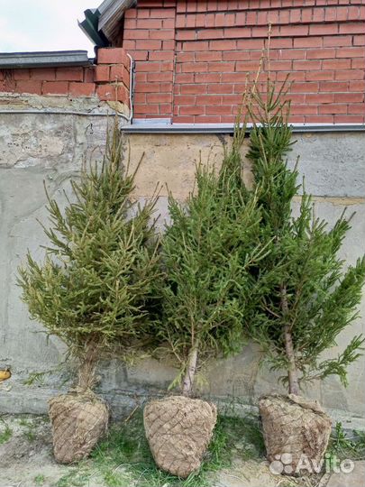 Ель зеленая