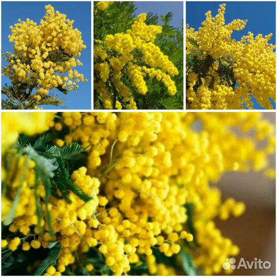 Мимозы опт Рузаевка
