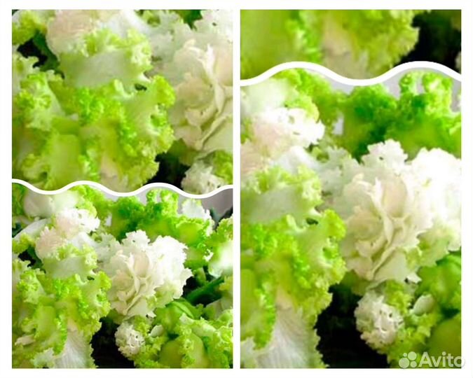 Заморская диковинка