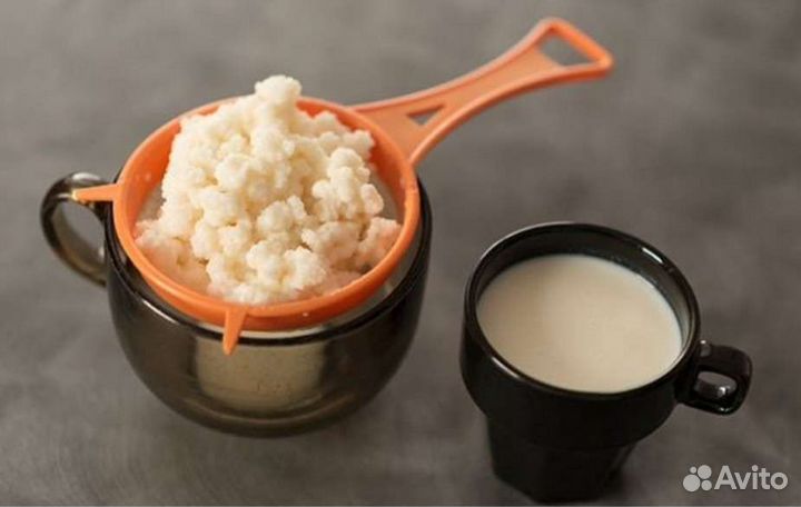 Тибетский (молочный, кефирный) гриб