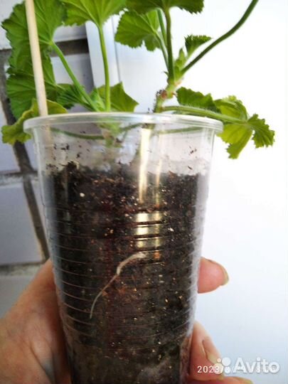 Пеларгония королевская