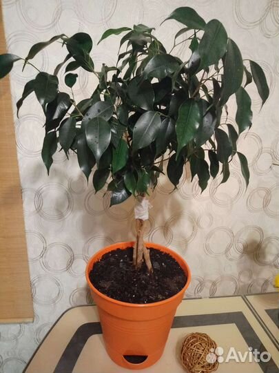 Фикус бенджамина