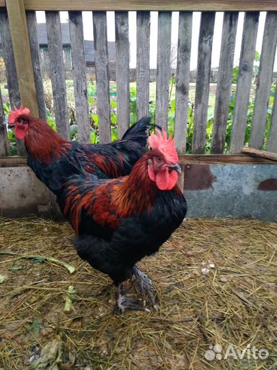 Петух Маран чёрно медный