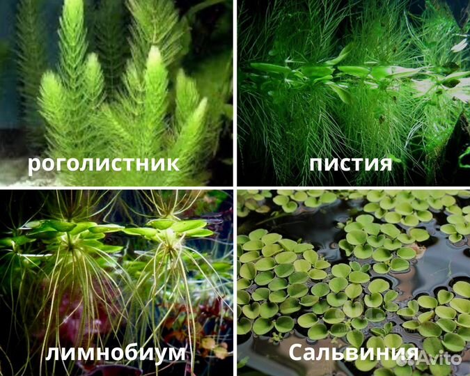 Аквариумные растения
