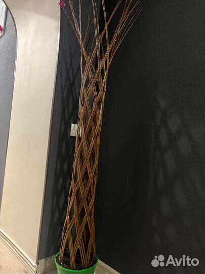 Плетеные деревья из ивы