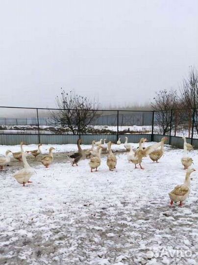 Домашняя птица