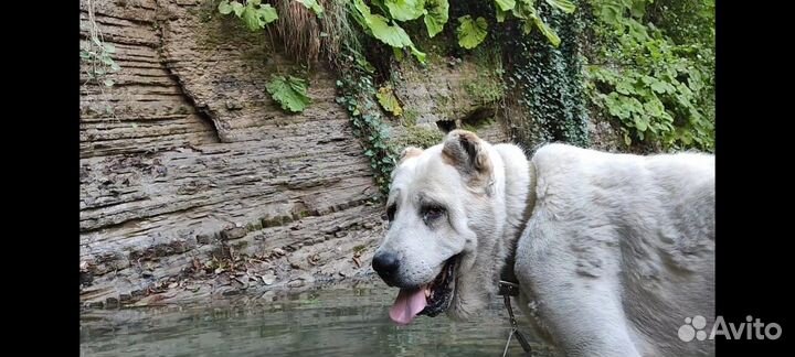 Алабай девочка
