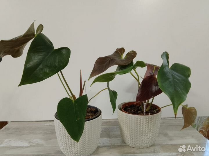 Антруриум детки