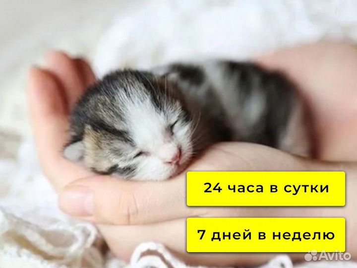 Ветеринарный врач на дом