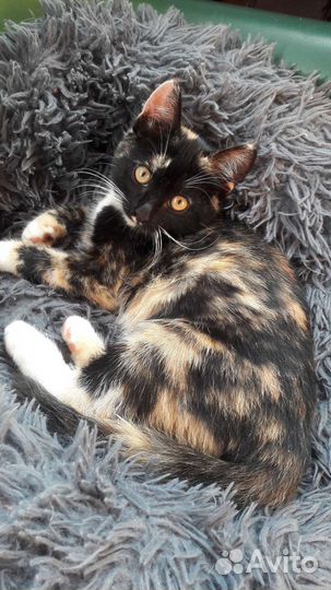 Кошка в дар бесплатно