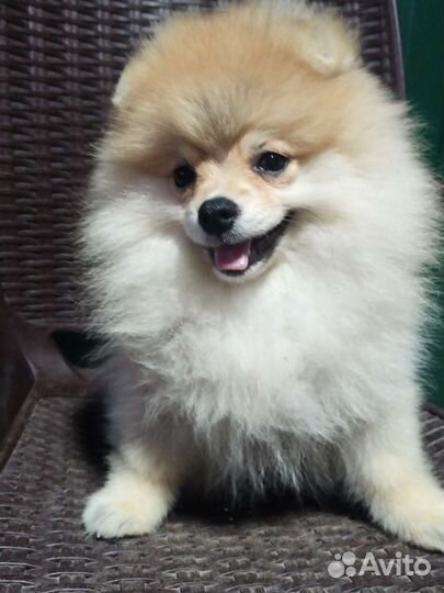 Померанский шпиц