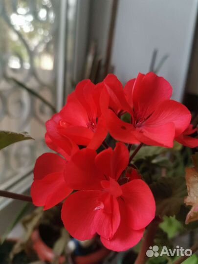 Комнатные королевские герани
