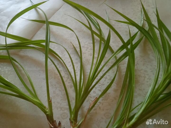 Пальма панданус детки