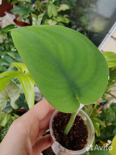 Сциндапсус платинум, сплеш Блю, леди, и т.д