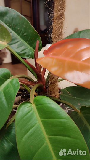 Филодендрон принц оранж
