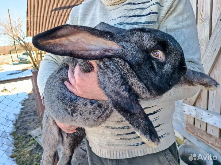 Кролики фландр ризен 9- 10 кг