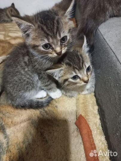 Шотландская