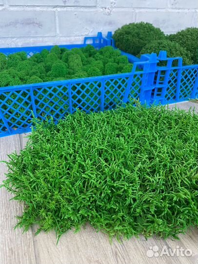 Стабилизированный мох. Мы в Омске