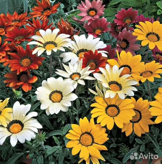 Гацания рассада