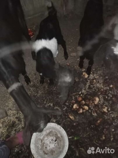 Зааненская коза