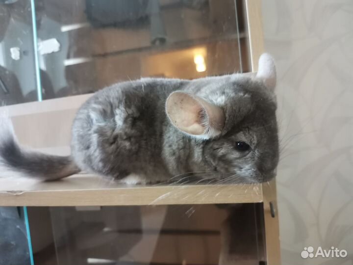Шиншилла
