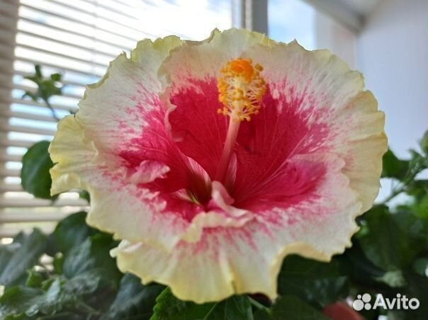 Гибискус Wild AT Heart