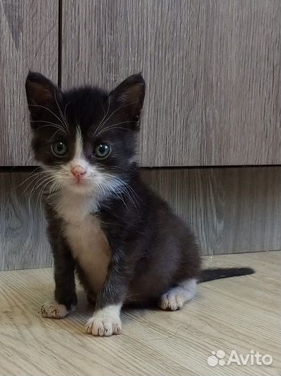 Котёнок в добрые ручки
