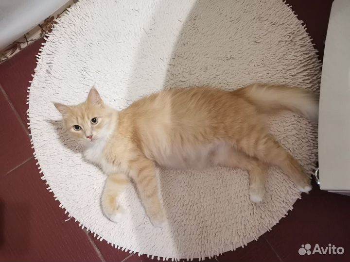 Кошка и котята в добрые руки