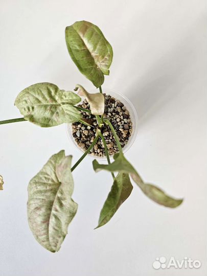 Аглаонема Роуз Сингониум Dazzle color