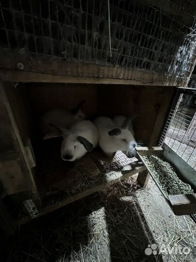 Кролики калифорния