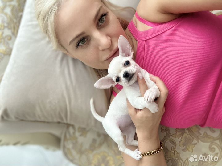 Чихуахуа девочка мини